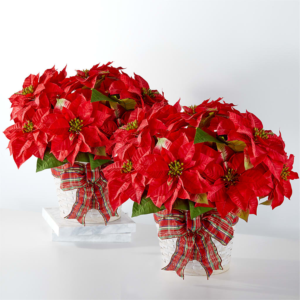 Happiest Holidays Poinsettia Bundle – TED & DEBBIE'S FLOWER & GARDEN CENTER, Tulsa OK
