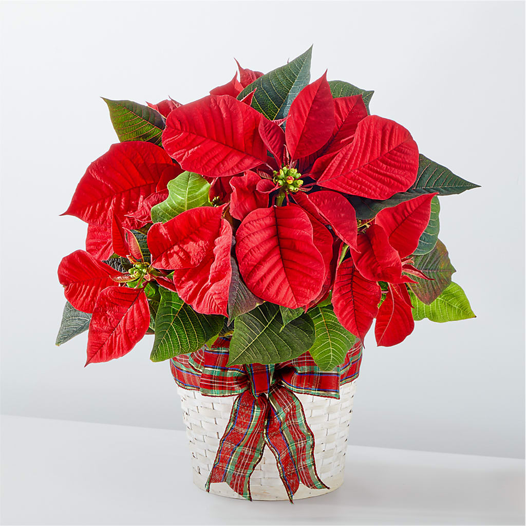 Happiest Holidays Poinsettia – TED & DEBBIE'S FLOWER & GARDEN CENTER, Tulsa OK