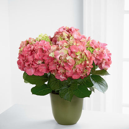 Pink Hydrangea Planter – TED & DEBBIE'S FLOWER & GARDEN CENTER, Tulsa OK