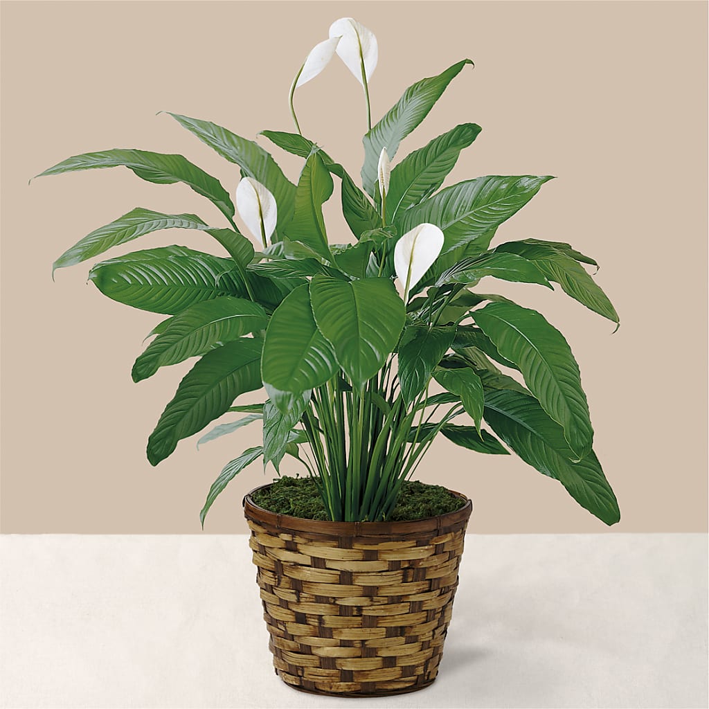 Planta de lirio de la paz de Momentos Tranquilos