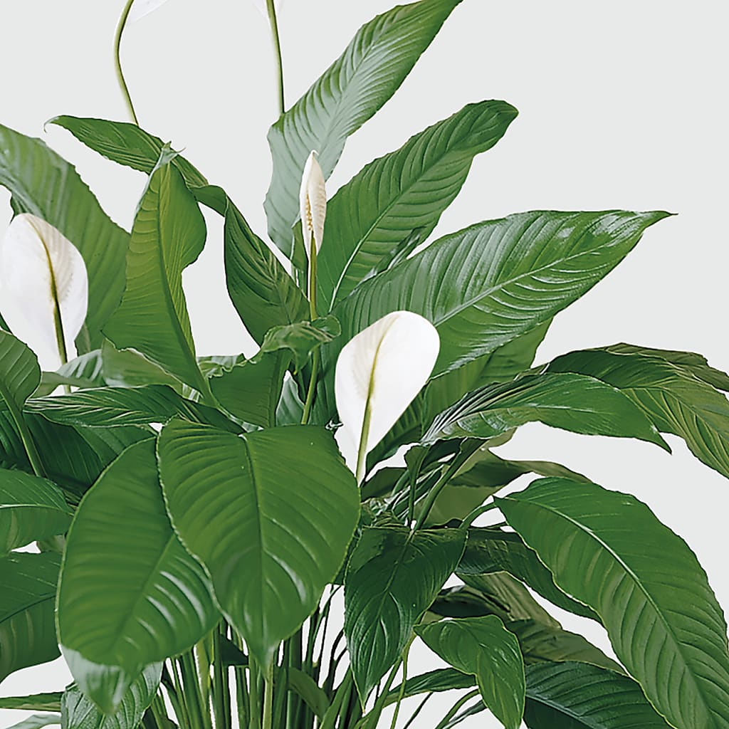 Tranquil Moments Peace Lily Plant – TED & DEBBIE'S FLOWER & GARDEN CENTER, Tulsa OK