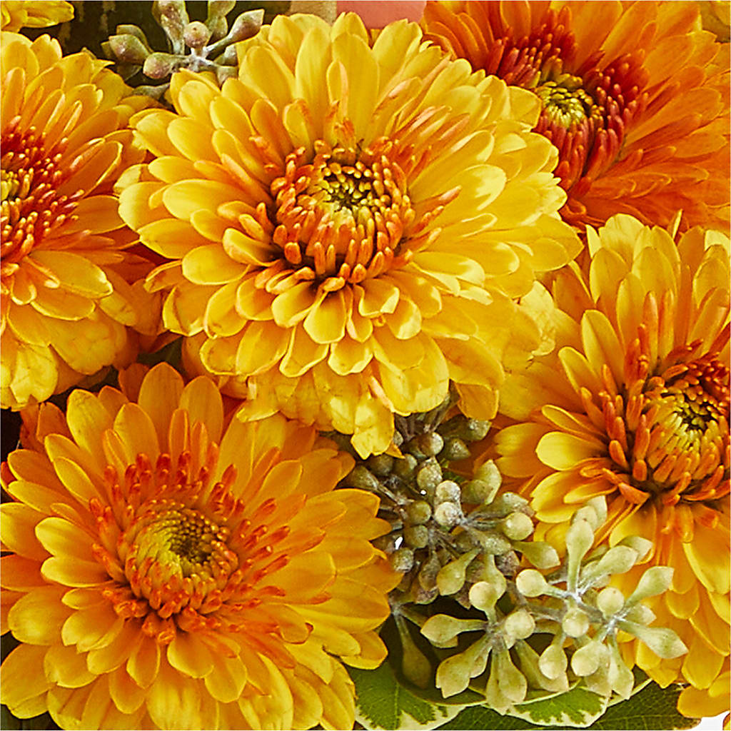 Peachy Pumpkin – TED & DEBBIE'S FLOWER & GARDEN CENTER, Tulsa OK