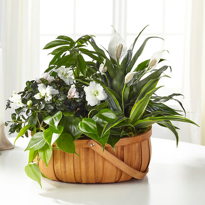 Serene Dishgarden – TED & DEBBIE'S FLOWER & GARDEN CENTER, Tulsa OK