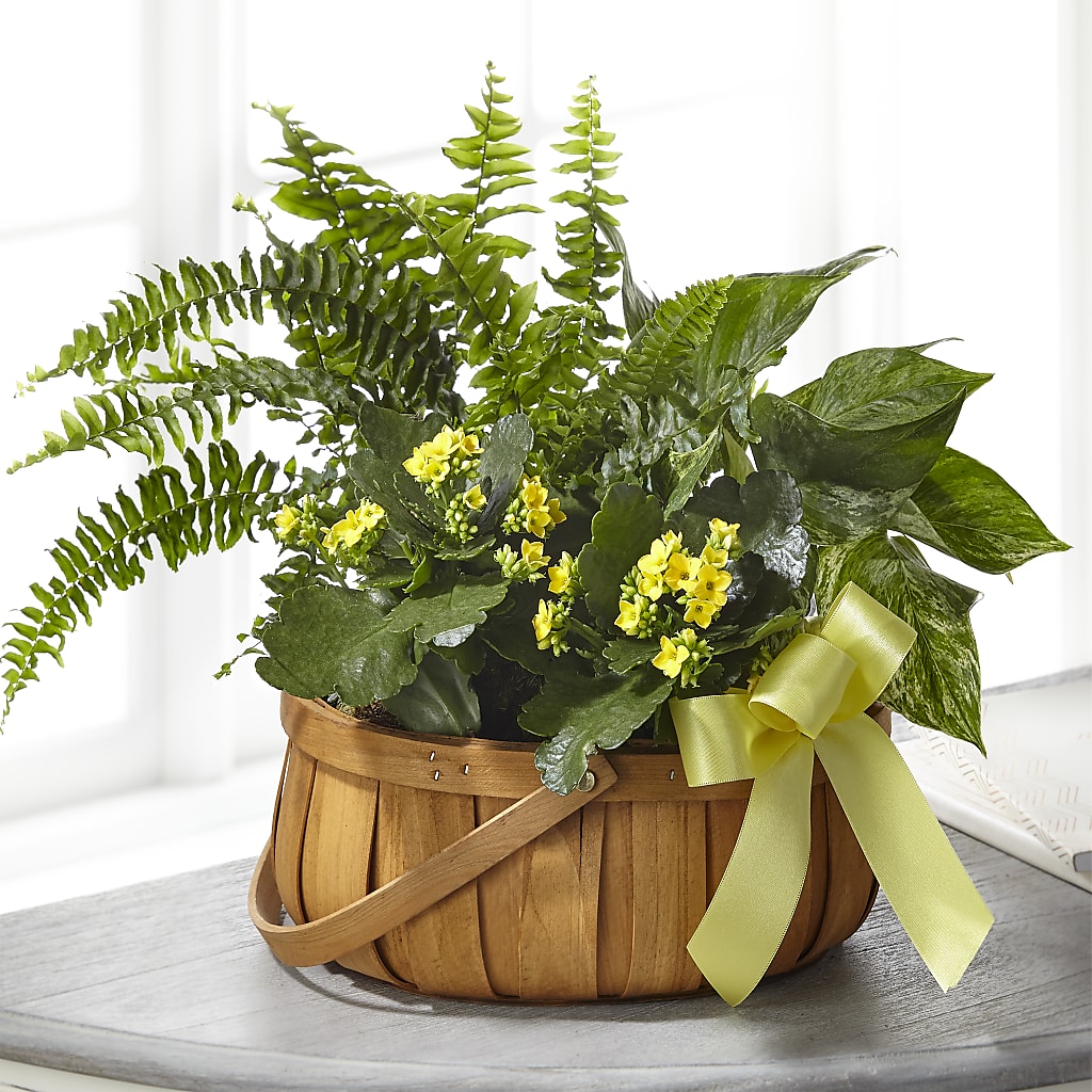Toujours Cher Dishgarden