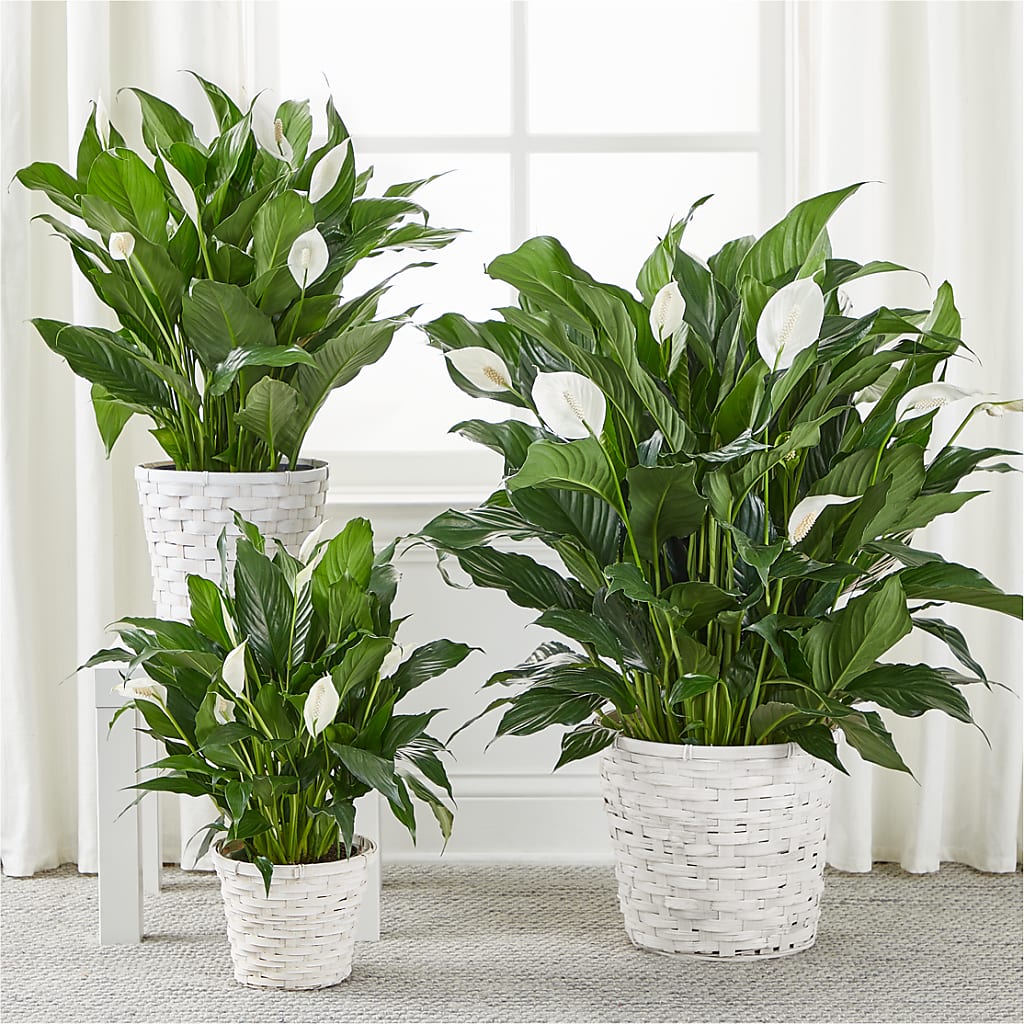 A New Leaf Peace Lily – TED & DEBBIE'S FLOWER & GARDEN CENTER, Tulsa OK